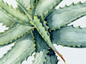 Aloe arborescens