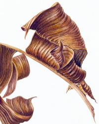 Banana Leaf