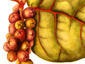 Bay grape
