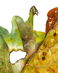 Oak Leaf