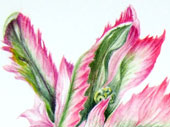 Pink Tulip