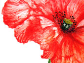 Poppy