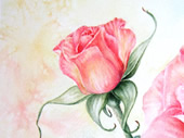 Rose bud