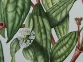 Viburnum davidii